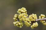 Fragrant sumac